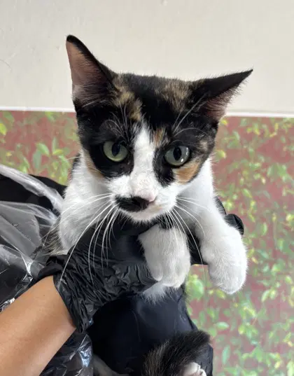 Frances - Domestic Medium Hair