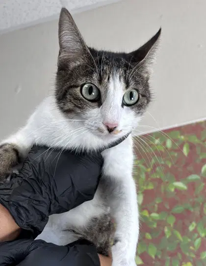 Sam - Domestic Short Hair