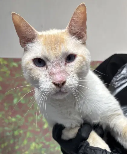 Frankie - Domestic Short Hair