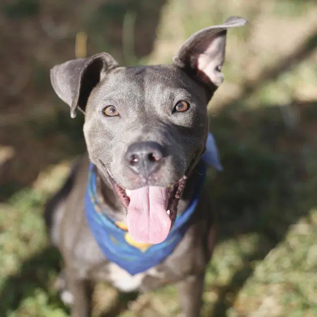 Macadamia - American Staffordshire Terrier
