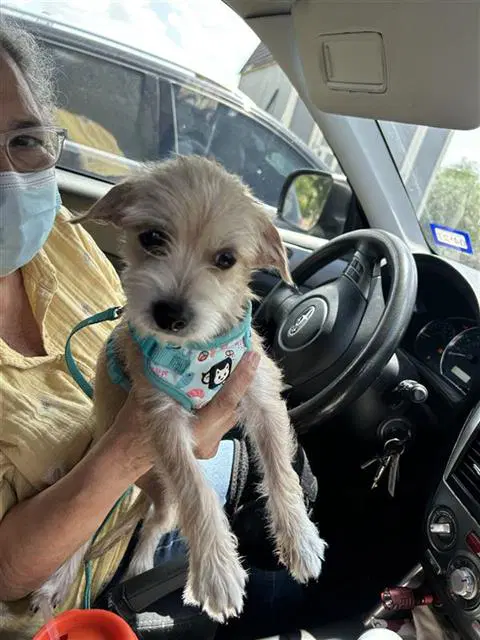 Missy - Terrier