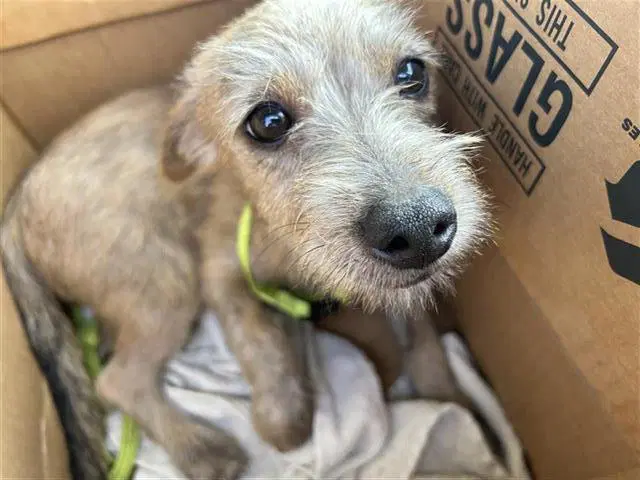 Mister - Terrier