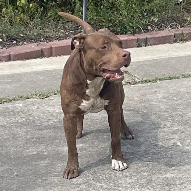 Rupert - American Staffordshire Terrier