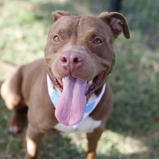 Rupert - American Staffordshire Terrier