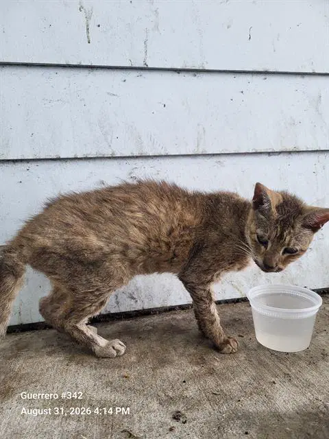 Pam - Domestic Short Hair