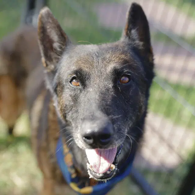 Bram - Dutch Shepherd