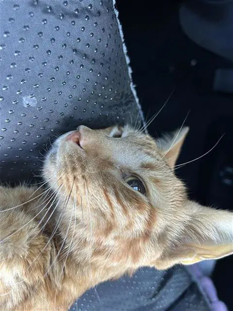 Sandia - Domestic Short Hair