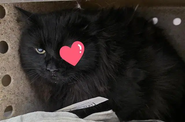 Felix - Domestic Long Hair