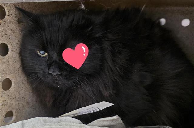 Felix