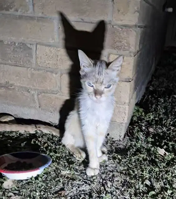 Crispy - Domestic Short Hair