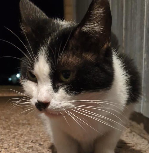 picture of the cat needing adoption