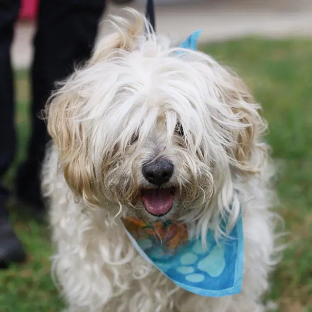 Snowflake - Maltese