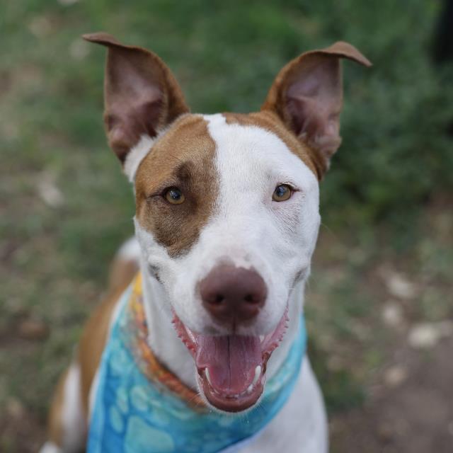 Scoby