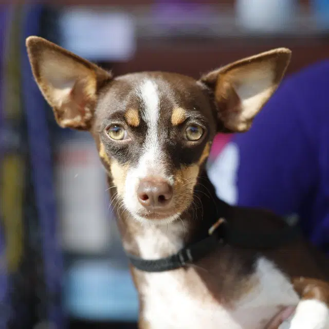 Roscoe image 1