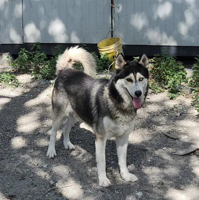 Simon image 1
