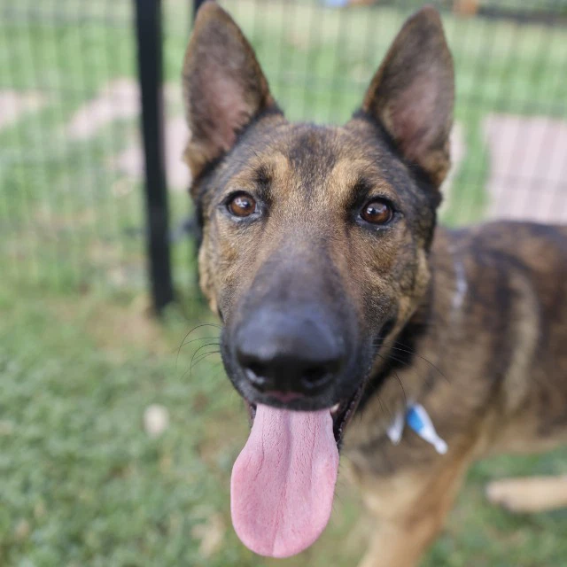 Kippers
