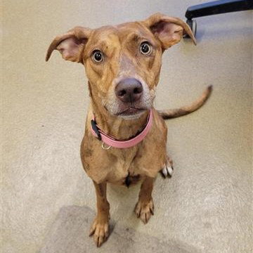 SOSA, a dog for adoption from San Antonio Animal Care Services