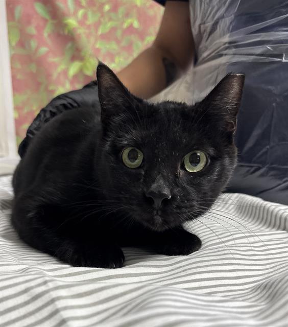 Salem