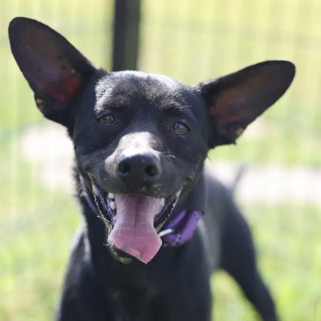 Ace - Terrier