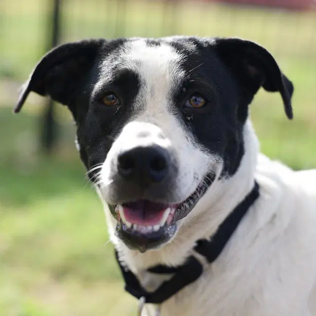 Pepper - American Staffordshire Terrier