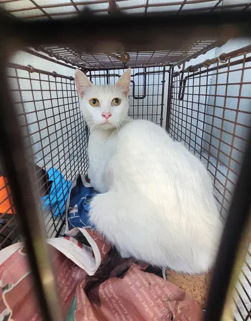 Unknown - Domestic Short Hair
