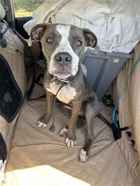Puppy image 1