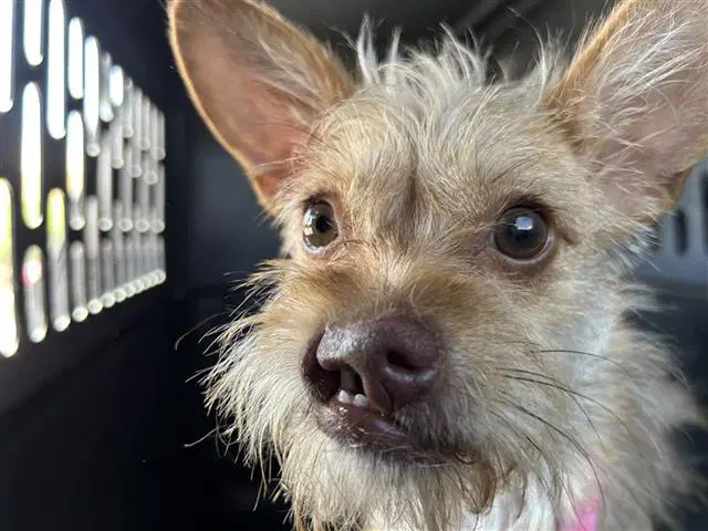 Oralia - Terrier