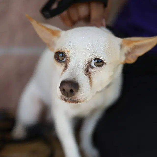 Dora Donuts - Chihuahua