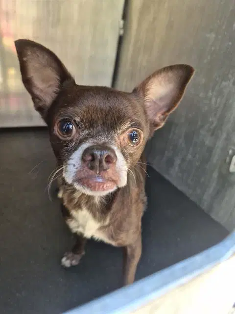 Chico - Chihuahua