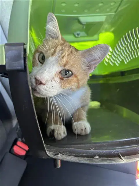 Pumpkin - Domestic Short Hair
