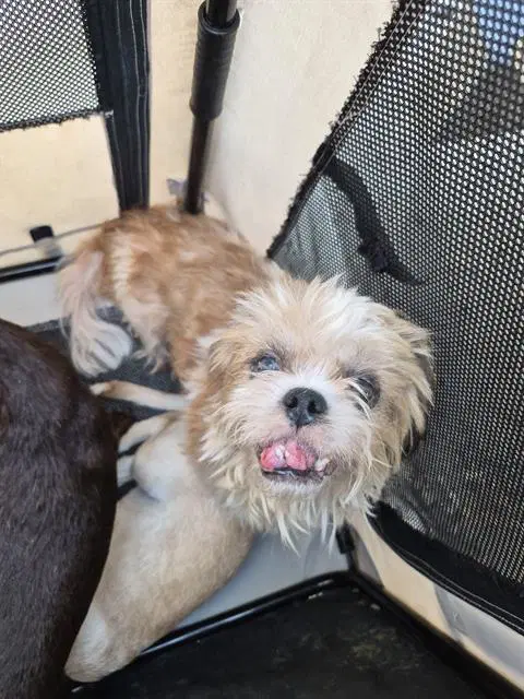 Nadine - Shih Tzu