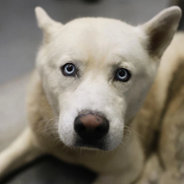 Dakota