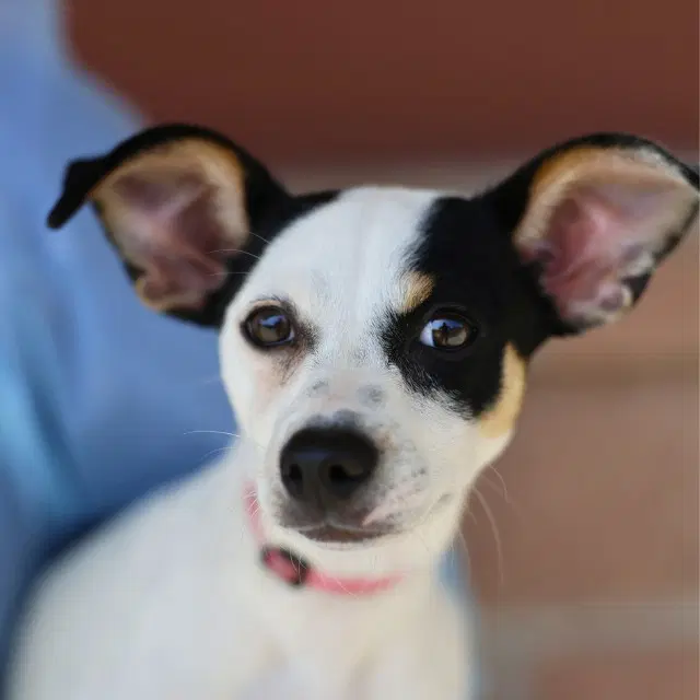 Milanesa - Terrier