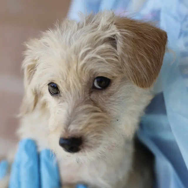 Albondiga - Terrier
