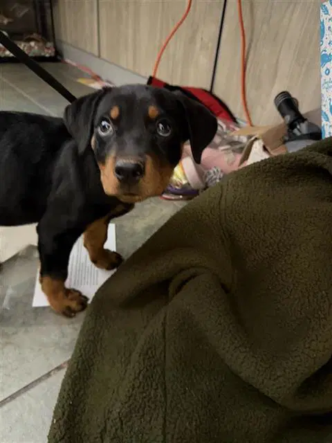 Isla - Rottweiler