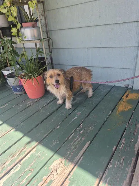 Stella - Terrier