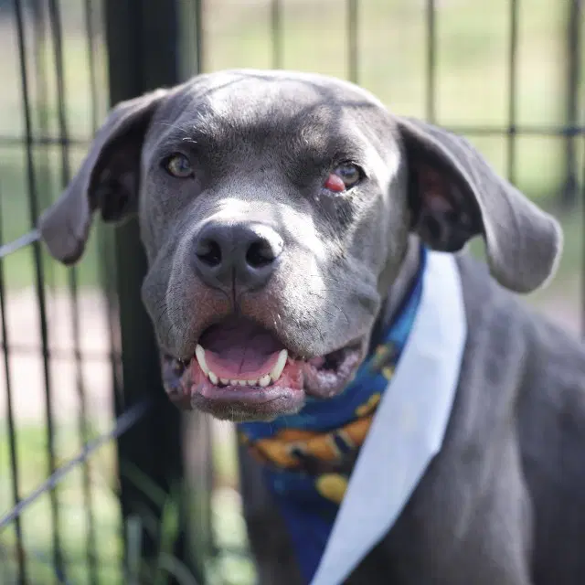 Champ - Cane Corso Mastiff