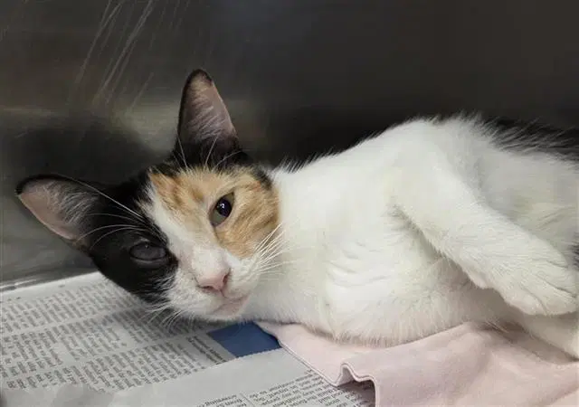 Julie - Domestic Short Hair