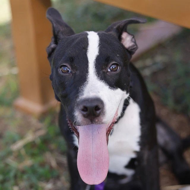 Bella