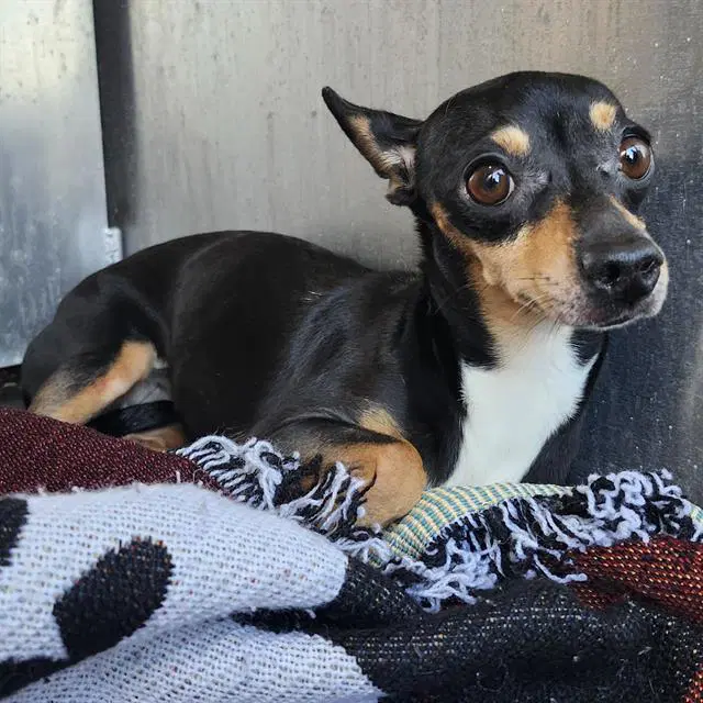 Sophie - Chihuahua