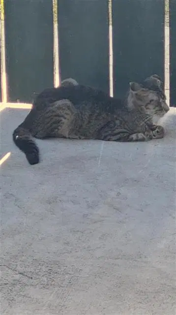 Sprinkles - Domestic Short Hair