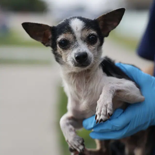 Snuggles - Chihuahua