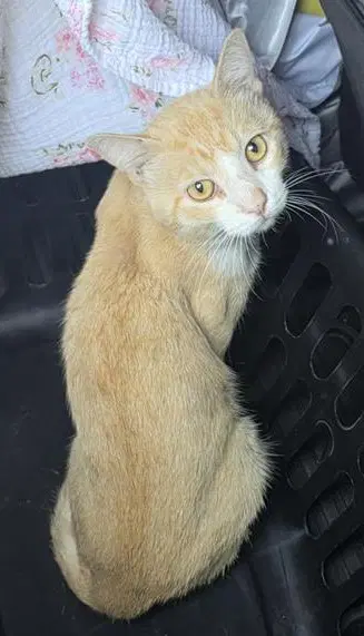 Ponzu - Domestic Short Hair