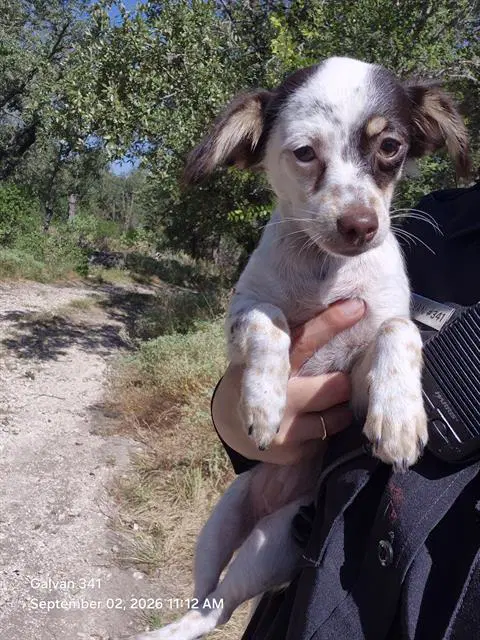 Batchyu - Chihuahua