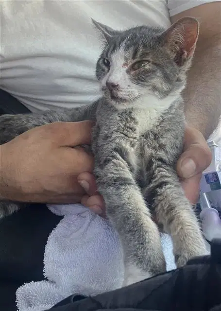 Liz - Domestic Short Hair