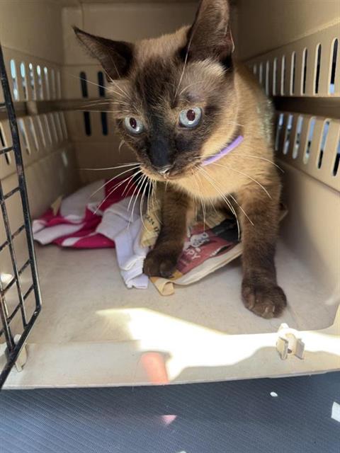 Frankie