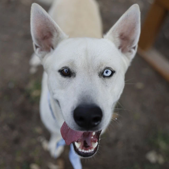 Odin