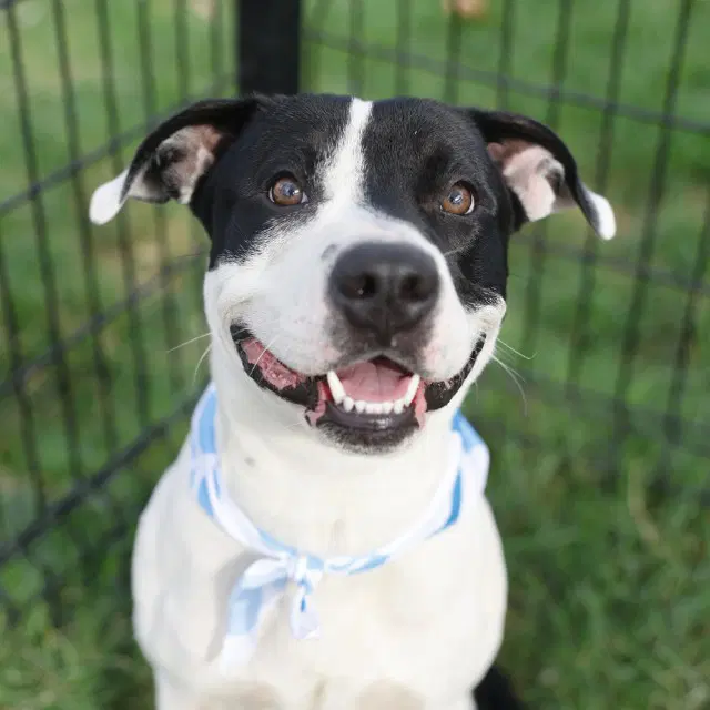 Tonka - American Staffordshire Terrier