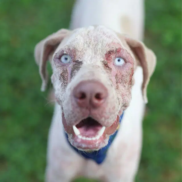 Sarge - Catahoula Leopard Dog