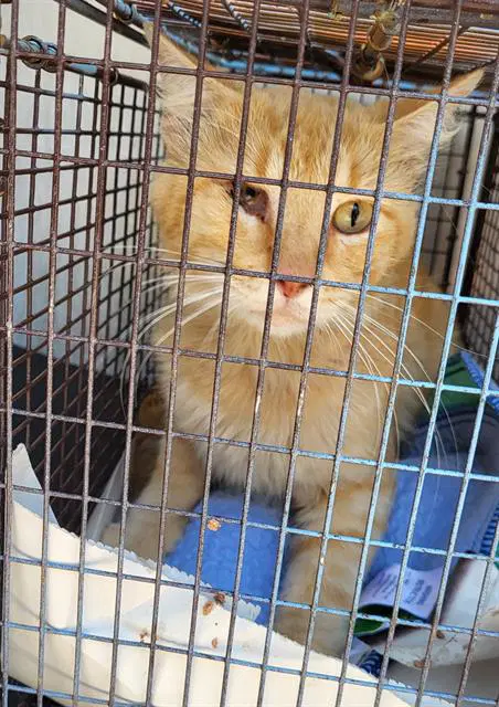 Unknown - Domestic Medium Hair